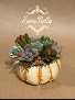 4'X4' Pumpchkin Succulent Design   