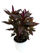 5.25" Fall Annual Celosia 
