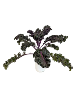 5.25" Fall Annual Kale 