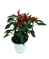 5.25" Fall Annual Ornamental Pepper Chilly Chili 