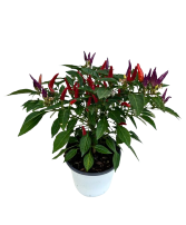 5.25" Fall Annual Ornamental Pepper Sangria 