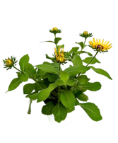 5.25" Fall Annual Rudbeckia Pawnee Spirit 