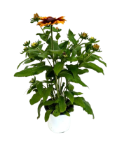 5.25" Fall Annual Rudbeckia Smiley Glowing 