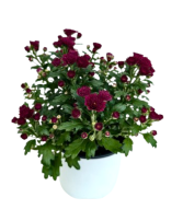 5.25" Fall Mum  