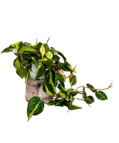 5.25" Houseplants  