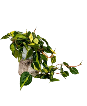 5.25" Houseplants  
