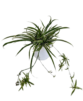 Green Spider Plant 