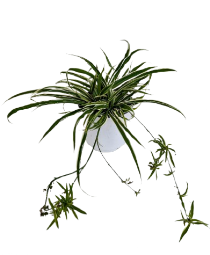Green Spider Plant
