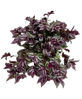 5.25" Tradescantia Red-Silver 