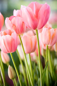 Bunch of tulips Tulips