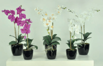 5" Double Stem Orchid Plant
