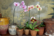 6" Single Stem Orchid Plant