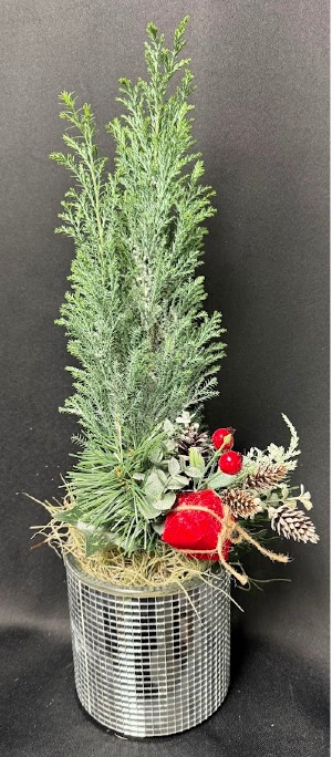 5'' Holiday Cheer 5'' Evergreen