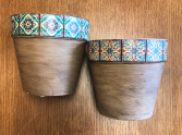 5 Inch Pots 