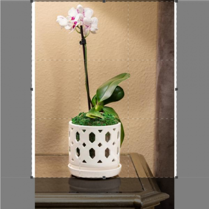 5 inch Potted Orchid