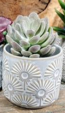 5 In. Echeveria Succulent