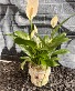 5" Spring Ceramic Pot Peace Lily