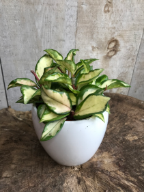 5" Tricolour Hoya Carnosa Plant