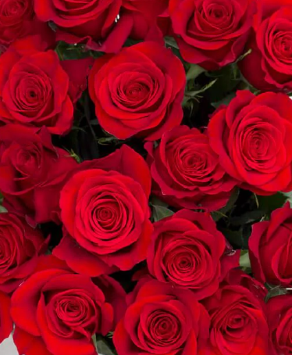 50cm Freedom roses standard  Floral Arrangement