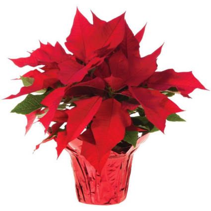 6.5 inch Poinsettia  Dressed up for Christmas , bows , pinecones, etc
