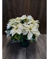 10 inch white poinsettia  Plant