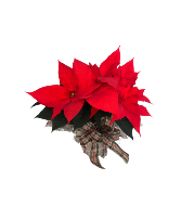 6.5" Poinsettia 