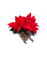 6.5" Poinsettia 