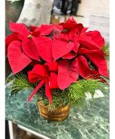 6.5" poinsettia Plant 