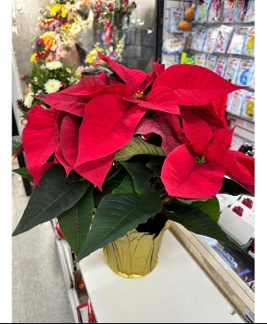 6.5" poinsettia Plant 