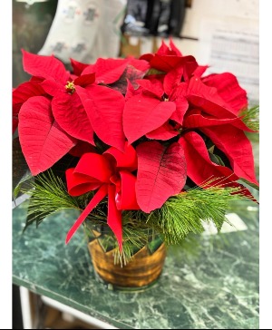 6.5" poinsettia Plant 