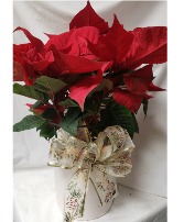 6.5" red poinsettia in nice ceramic white pot 