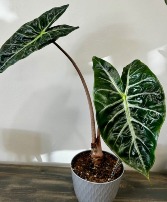 6" Alocasia Pink Princess  plant