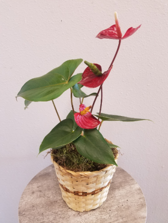 Anthurium Plant