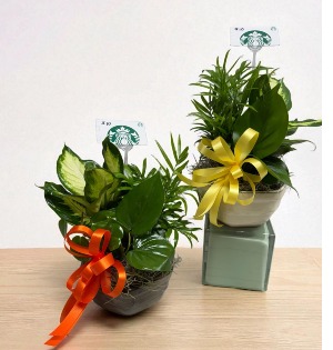 6" Assorted Ceramic Dish Garden With $10.00 Starbucks Gift Card