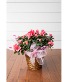 6" Azalea Plant