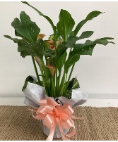 6" Beautiful Orange Calla Lily Plant Plant