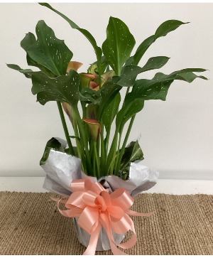 6" Beautiful Orange Calla Lily Plant Plant