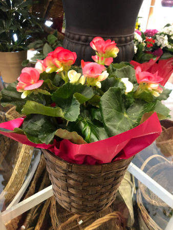 Begonia Plant Blooming Plant