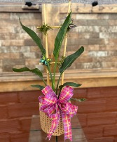 6" Bird of Paradise with Trellis 