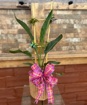 6" Bird of Paradise with Trellis 