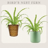 Bird’s Nest Fern  