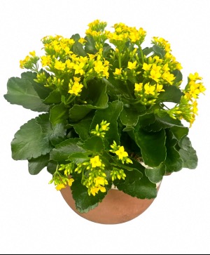 6" Blooming Plant in Planter (Designer's Choice)  