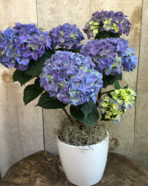 Hydrangea potted plant  available in pink and blue 