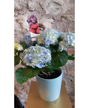 6" Blue Hydrangea in ceramic pot 