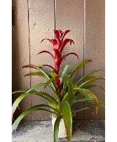  6" Bromeliad  Plant 