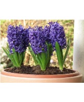 6 Bulb potted Hyacinth 