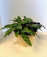 6" Calathea Lancifolia NFS-P95