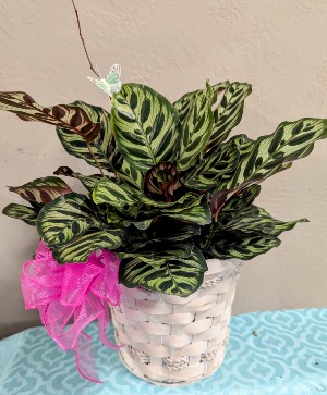 6" Calathea Plant  In a Basket