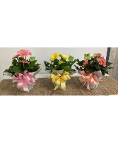 6" Cheery Blooming Potted Plant Plant