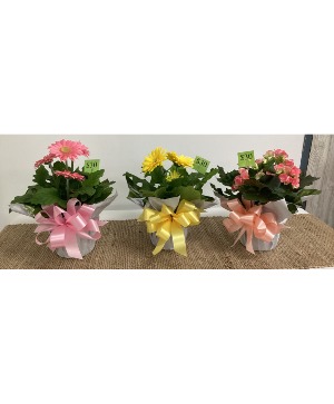 6" Cheery Blooming Potted Plant Plant